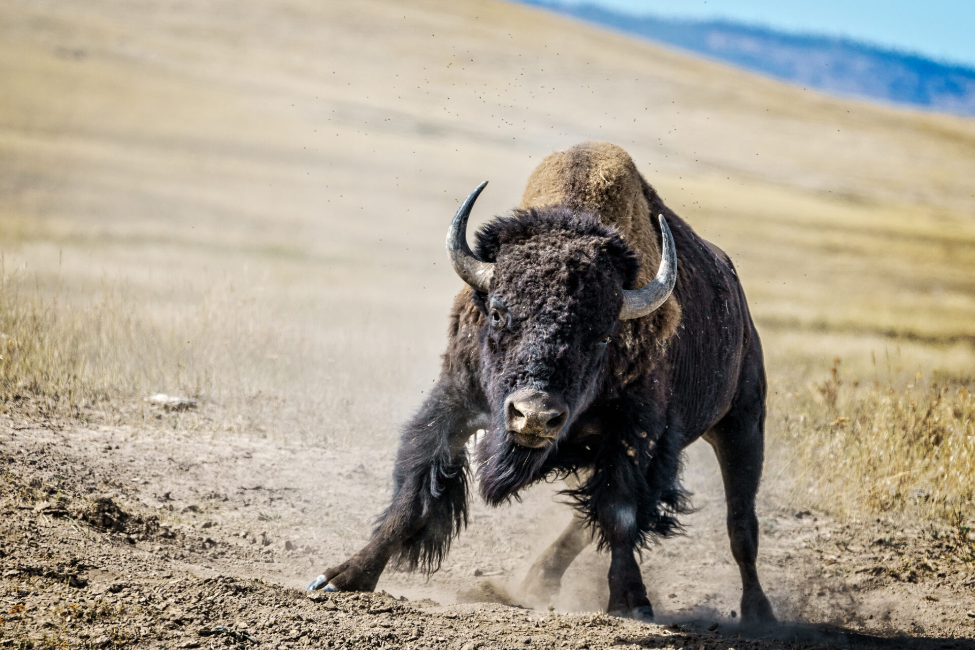 Apparently Charging Buffalo at National Bison Range