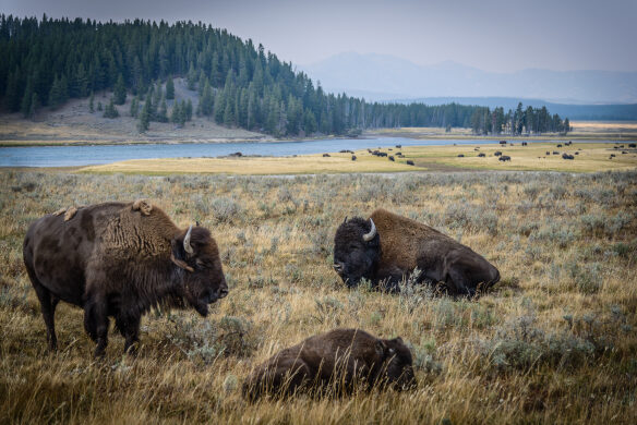 Bison of Yellowstone