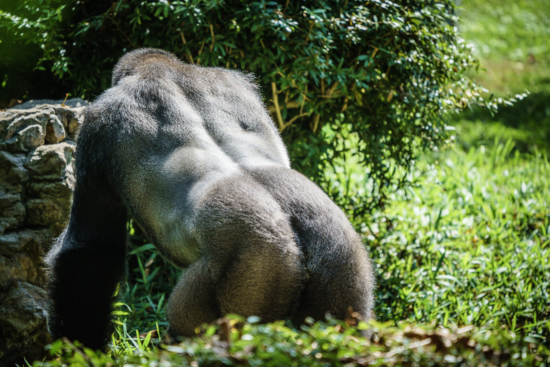 Check Out the Ass on That Gorilla