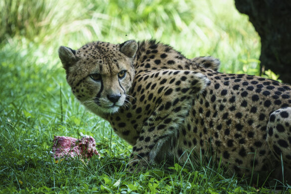 Cheetah Protective of Meal at National Zoo