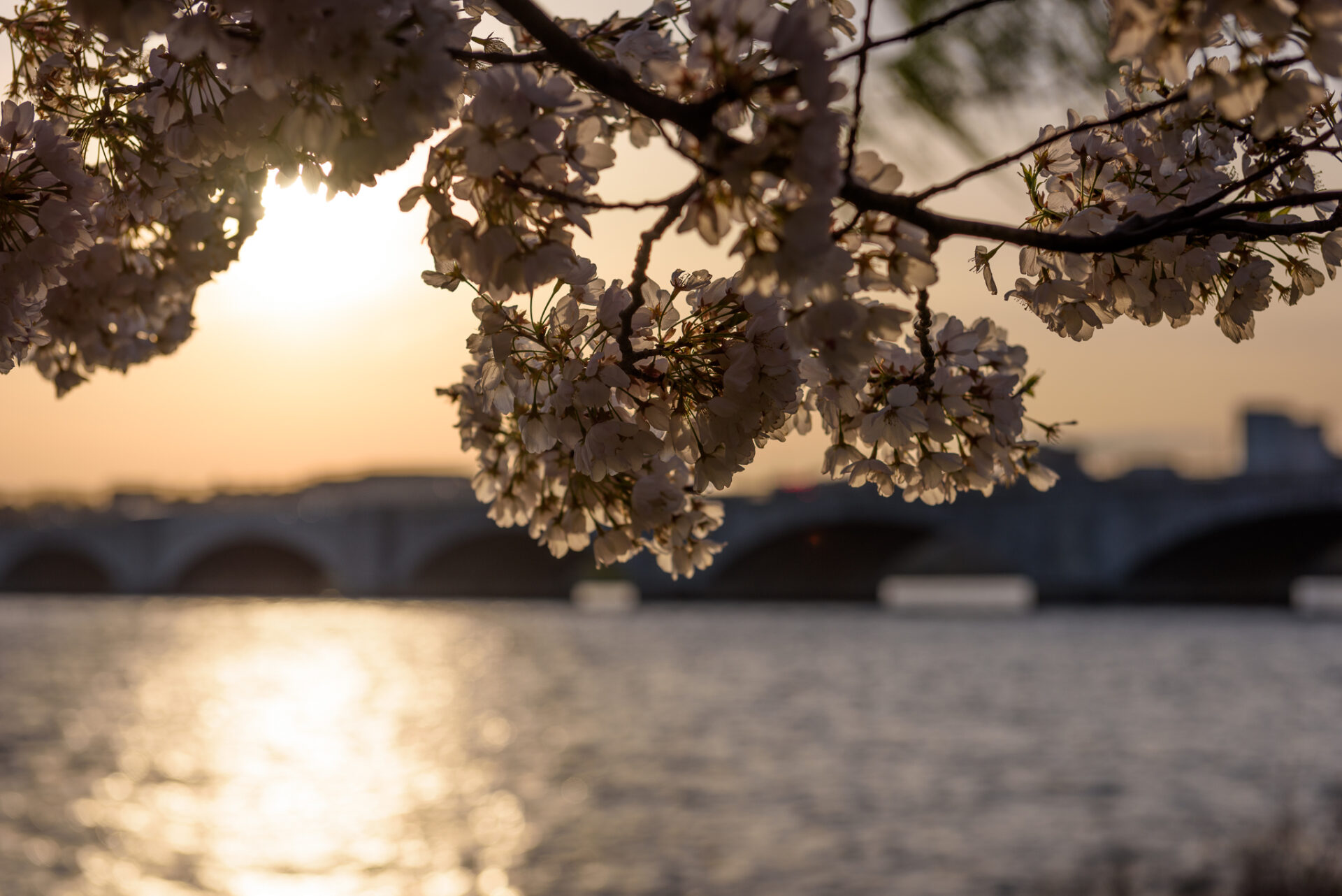 Cherry Blossom Sunset