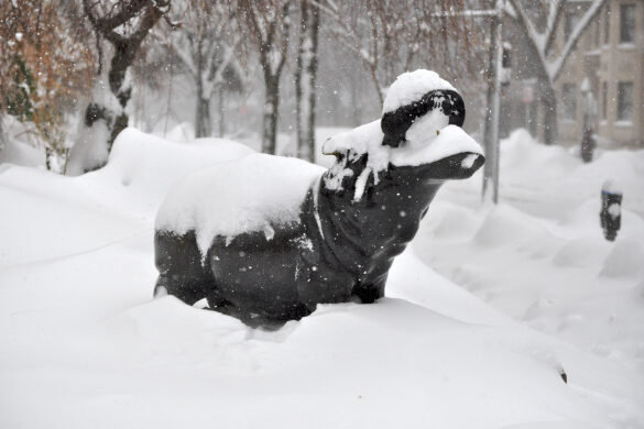 GWU hippo eats snow