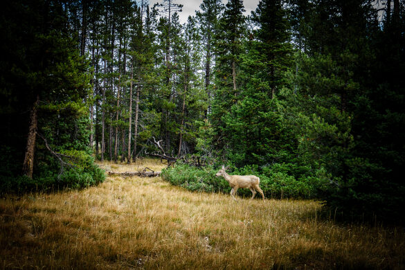 Deer Running through Woods at Grand Teton National Park