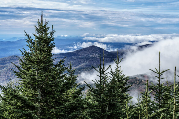 Firs Bracket Mountain Peaks Wreathed in Clouds at Mount Mitchell State Park