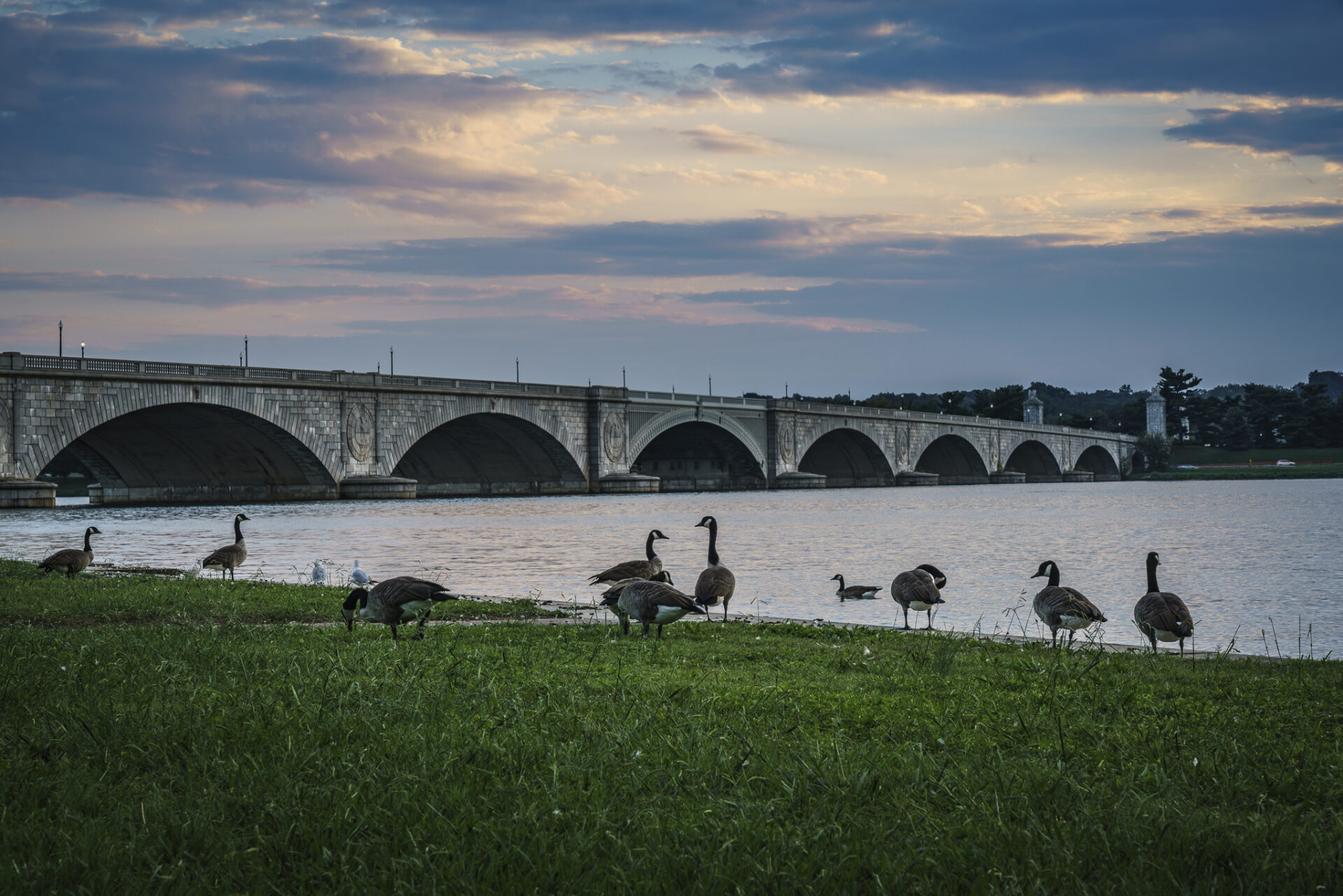 Geese Congregate on Potomac Shoreline in front of Arlington Memorial Bridge
