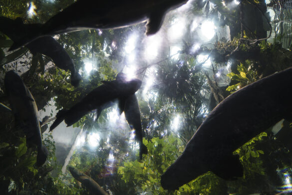 Light Show in Tunnel of Steinhart Aquarium at California Academy of Sciences