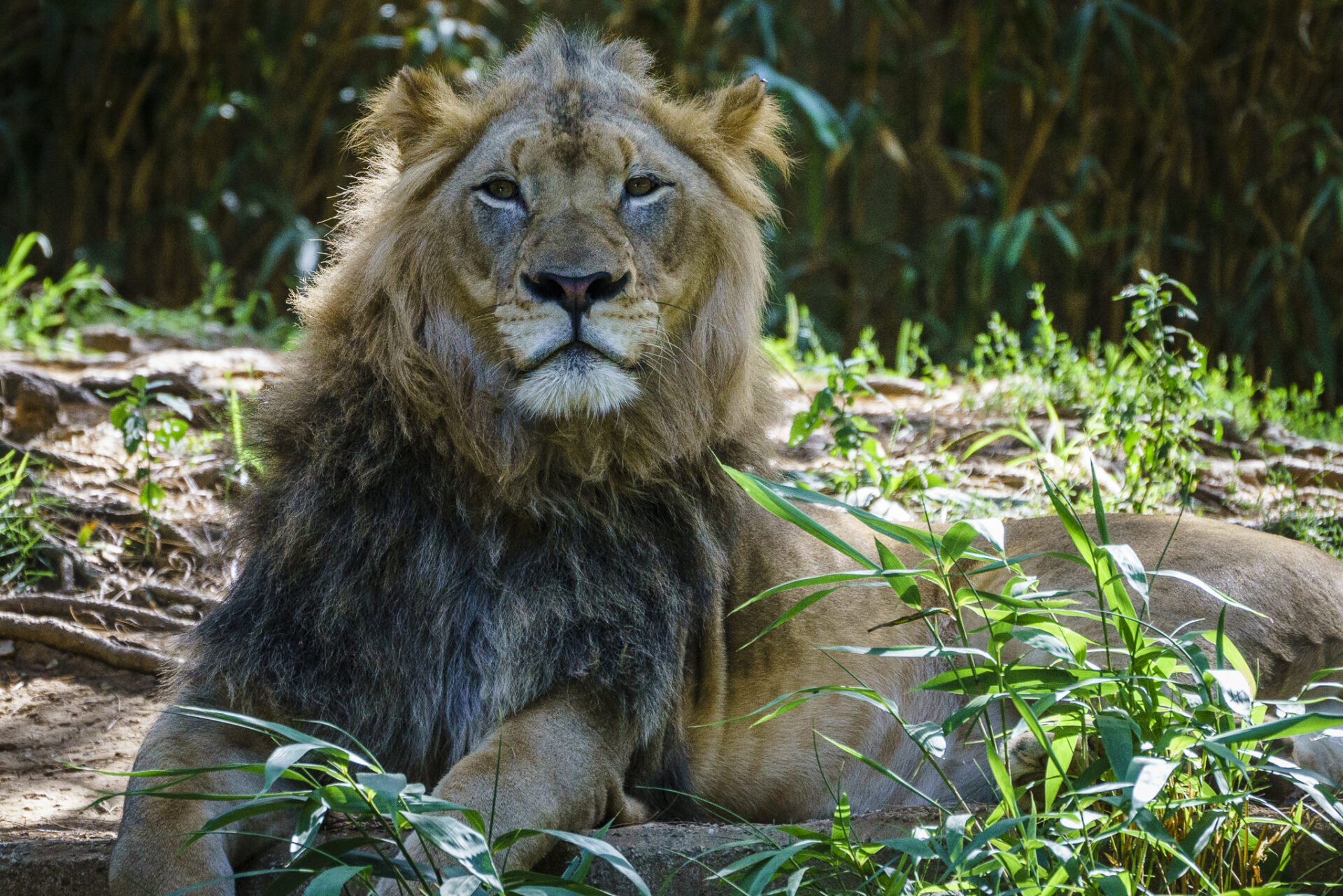 Lion Challenges Me to a Staring Contest