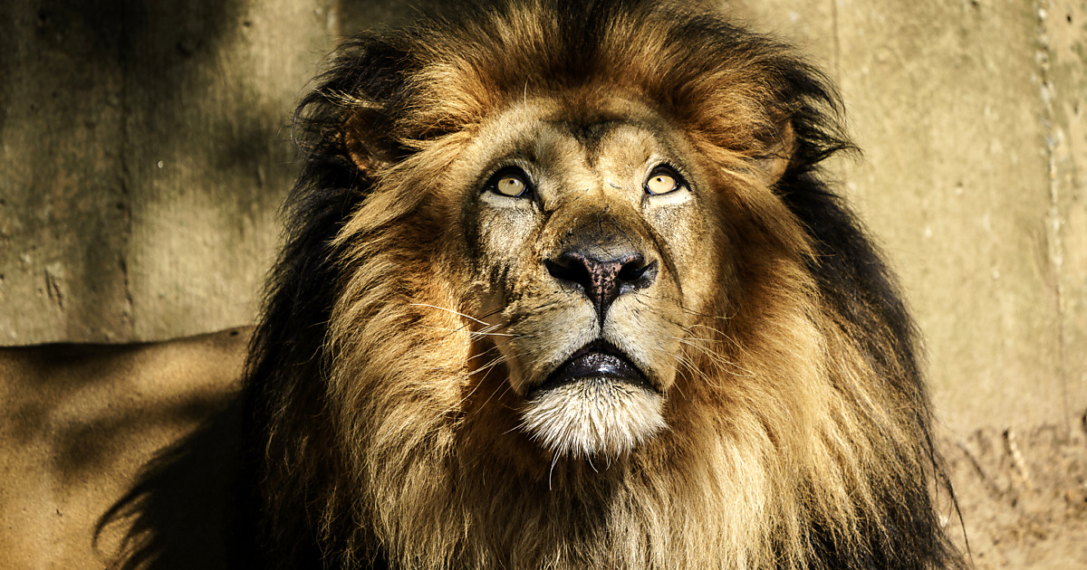 Lion Stares Upward at National Zoo Jasonian Photography