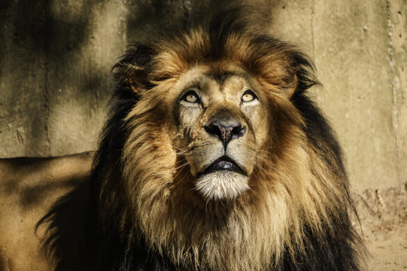 Lion Stares Upward at National Zoo