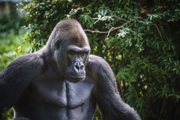 Pensive Gorilla at National Zoo