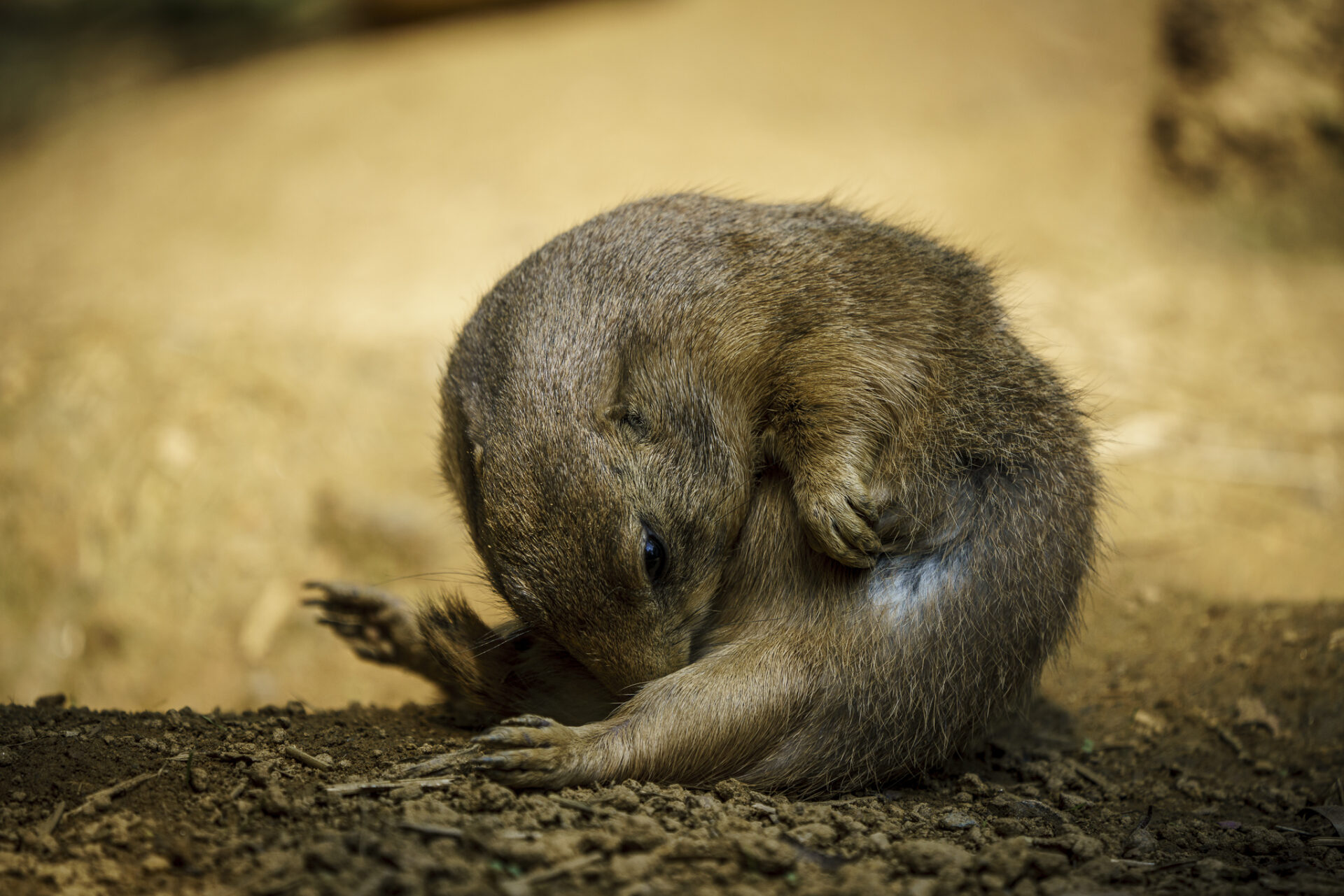 Prairie Dog Licks Itself at National Zoo