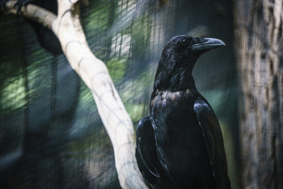 Raven Perched at National Zoo