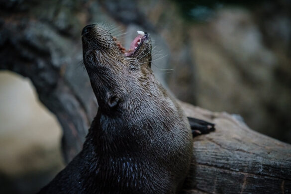 River Otter Noms at National Zoo
