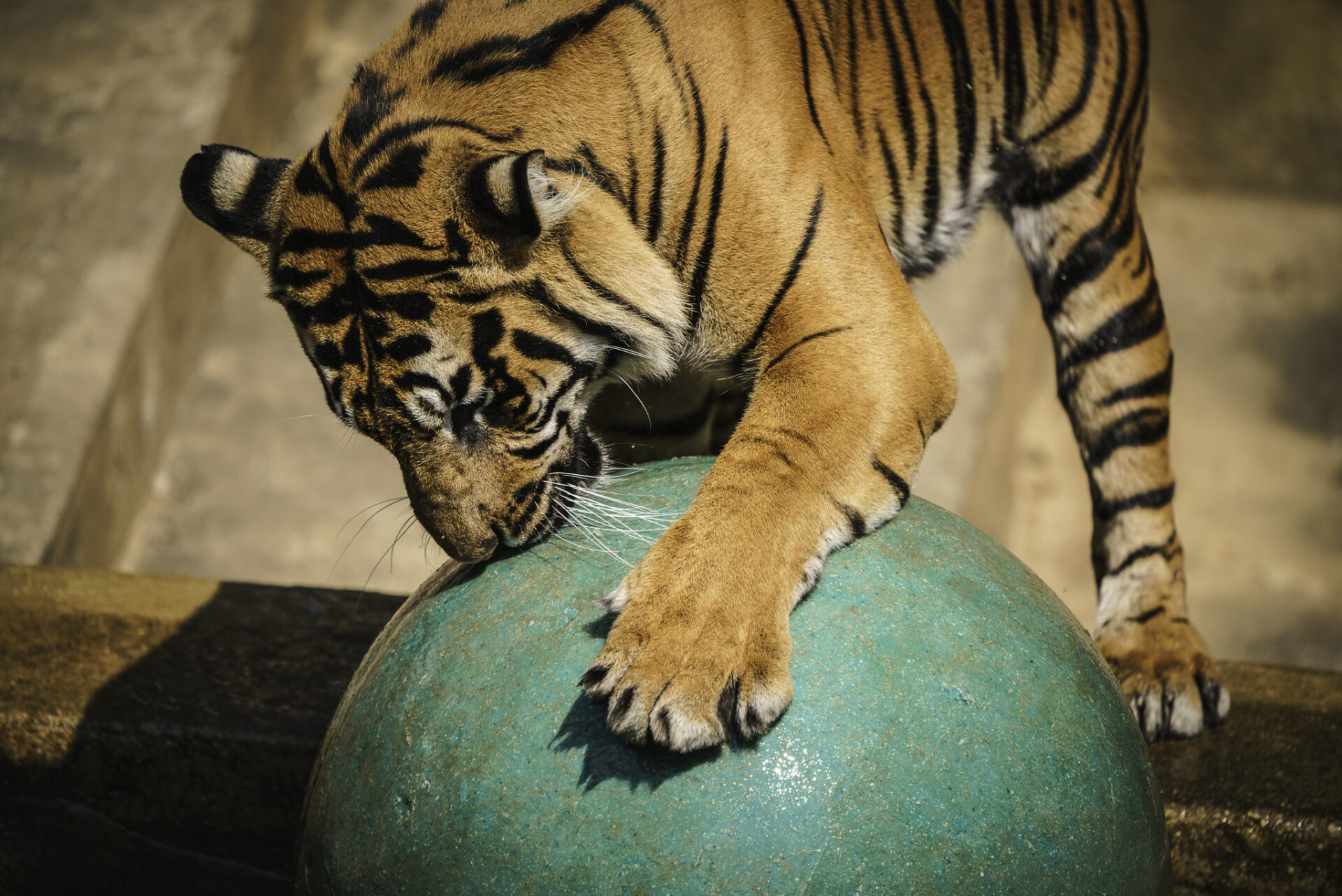 Tiger Plays with Large Ball at National Zoo