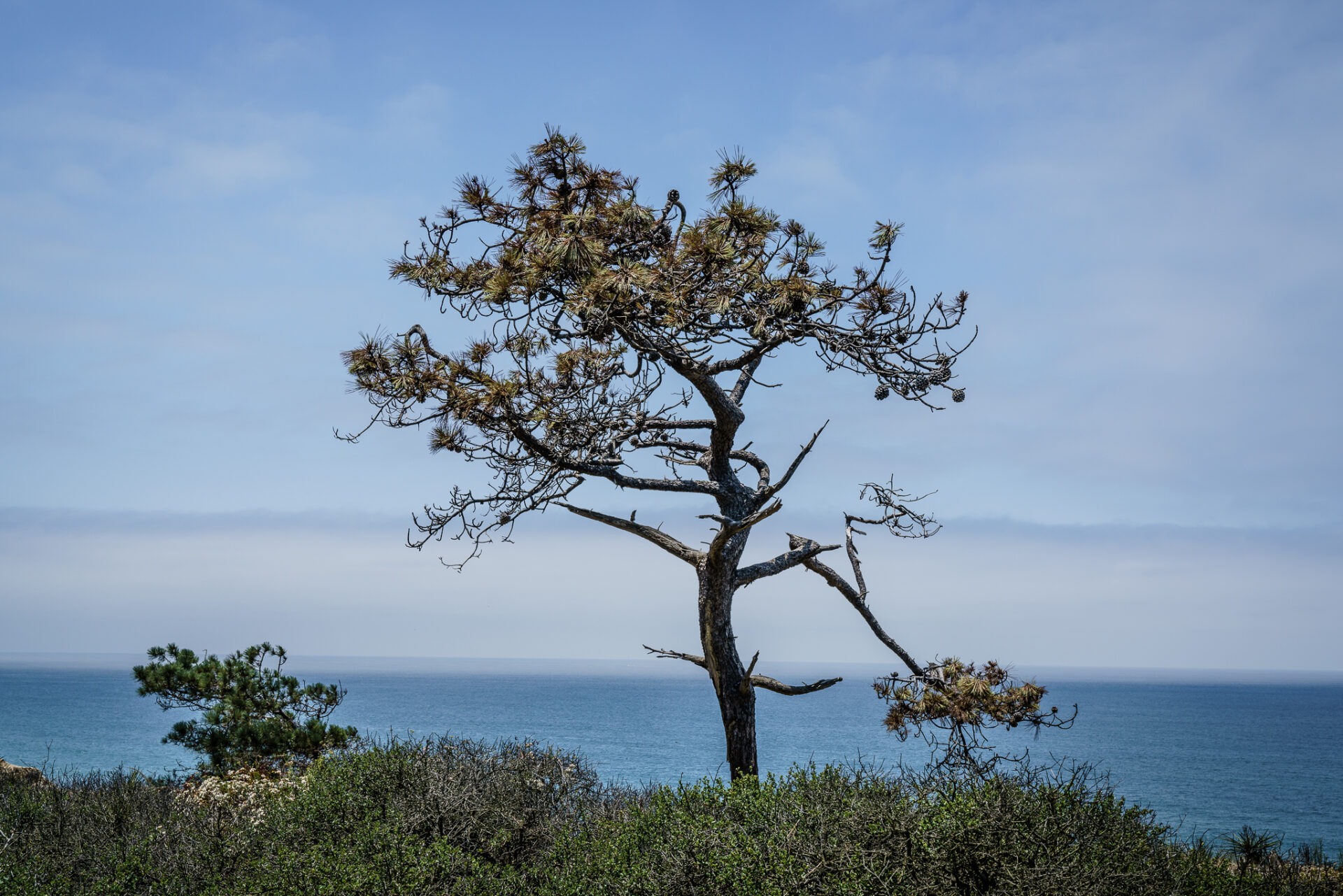 Torrey Pine with Pacific Ocean