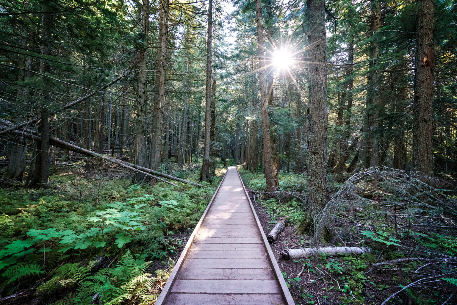 Trail of the Cedars at Glacier National Park Jasonian Photography