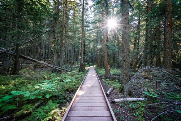 Trail of the Cedars at Glacier National Park