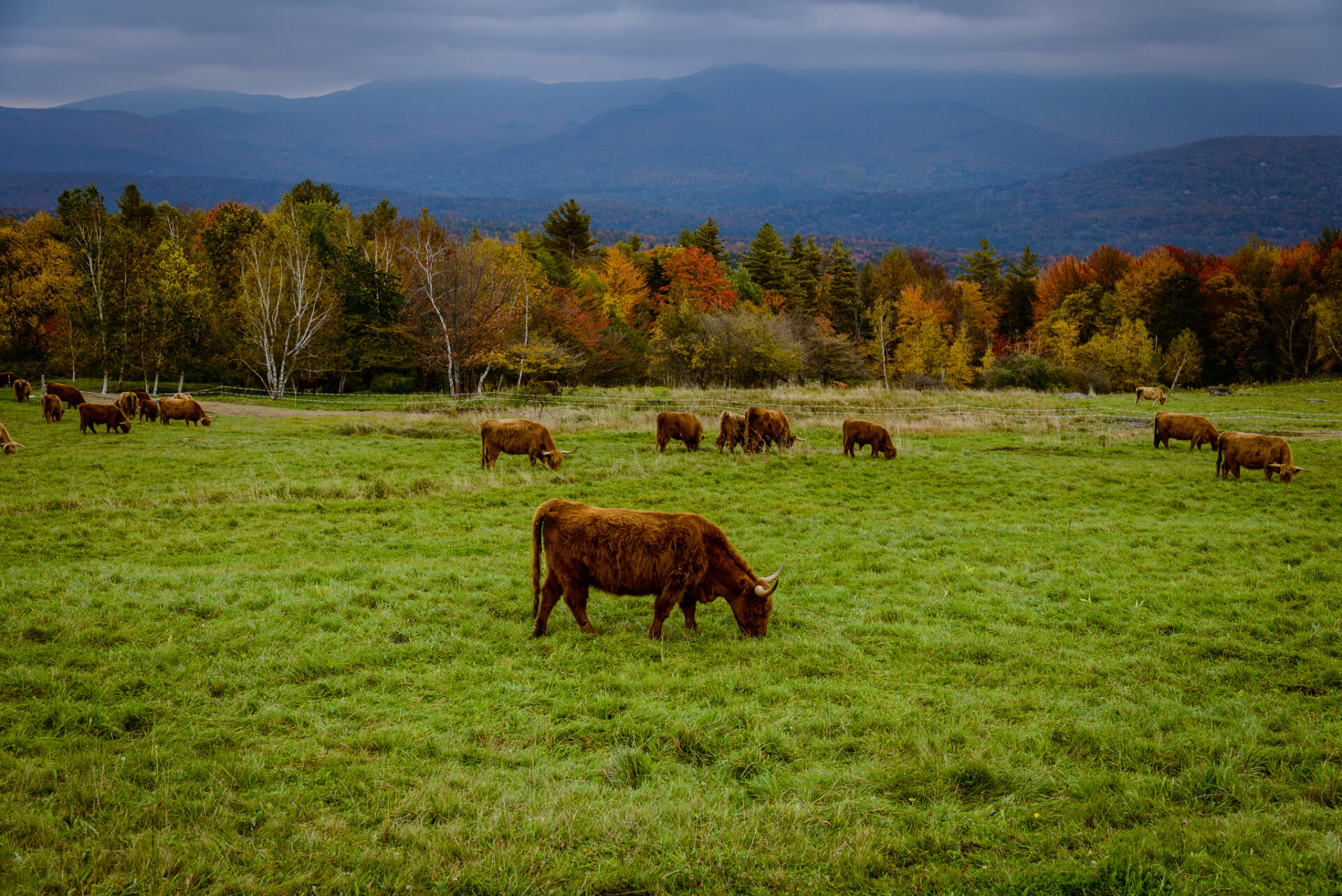Bulls graze on a dark fall day at the Trapp Family Lodge