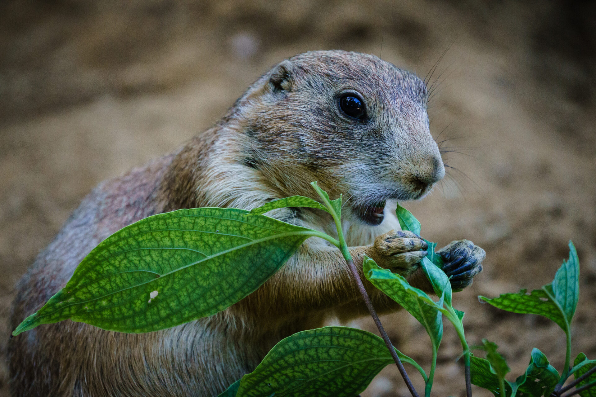 Prairie Dog Noms