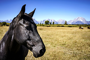 Black Horse before Grand Teton Mountains at Elk Ranch