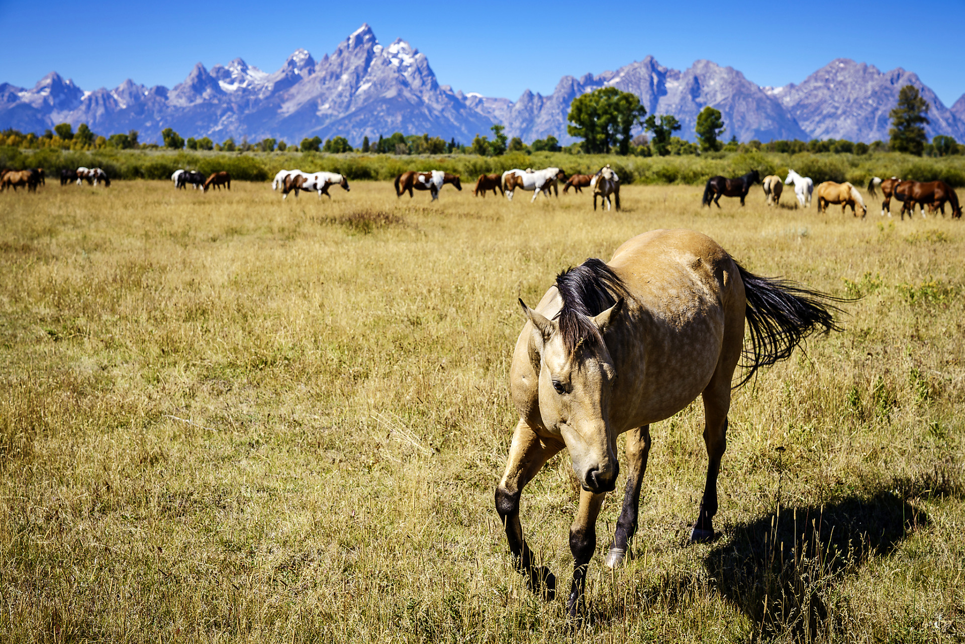 Many Horses below Grand Teton Mountains at Elk Ranch