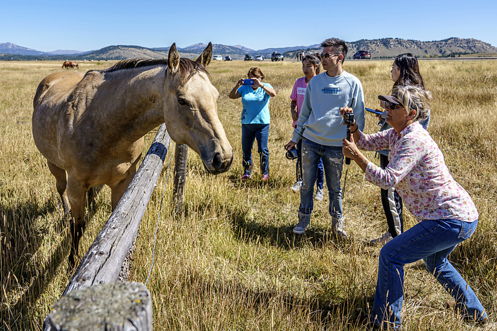 Tan horse mugs for tourists' cameras at Elk Ranch