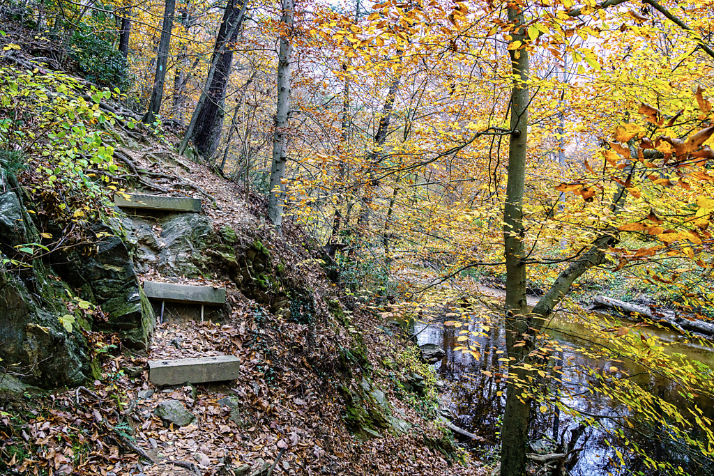 Ascent through Fall Colors on Rock Creek Park's Western Ridge Trail