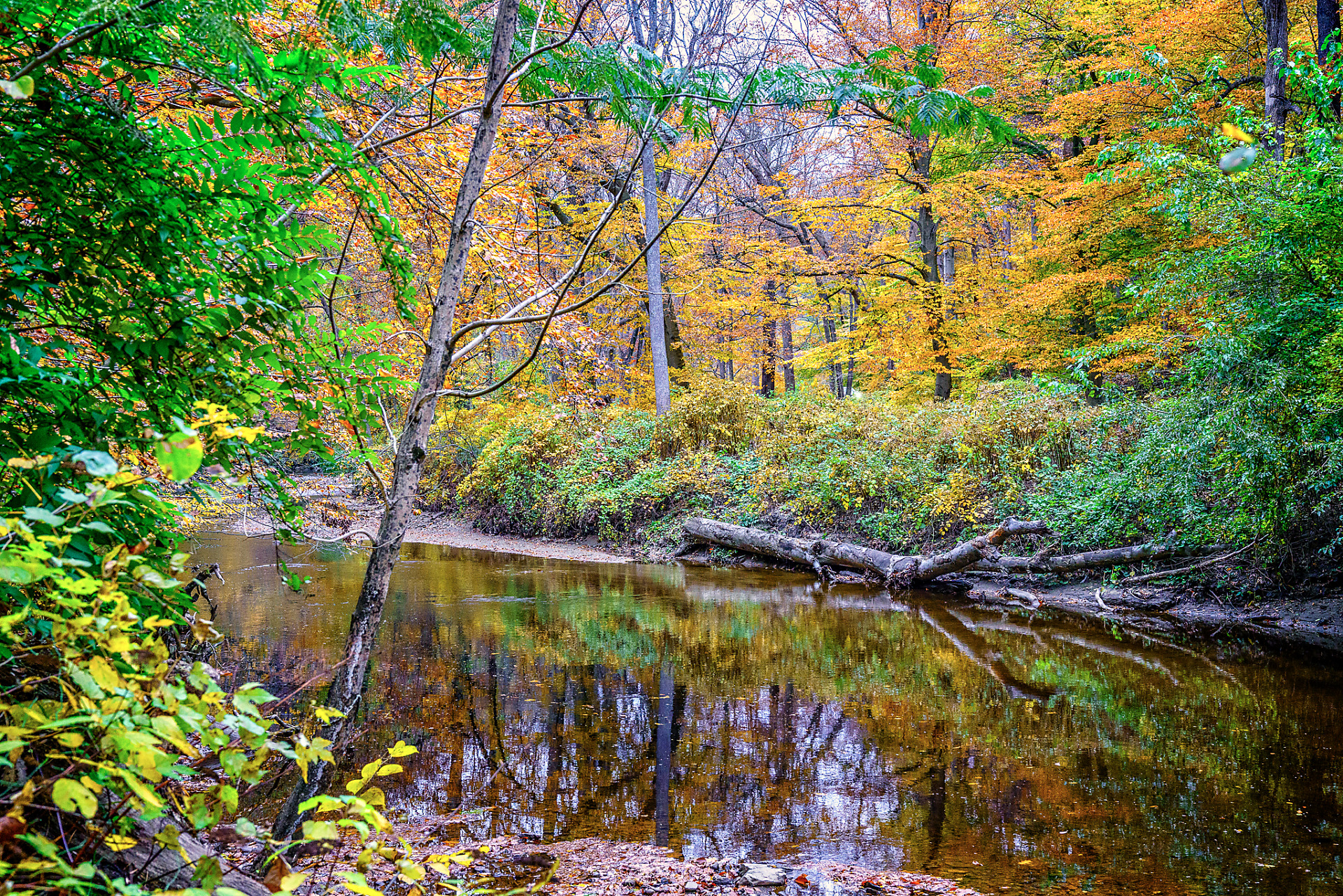 Fall Color Reflections in Rock Creek Park